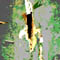 petite30/x32.jpg