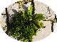 petite7/g46.gif