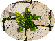 petite7/g49.gif