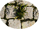 petite7/g58.gif