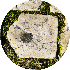 petite9/92.gif